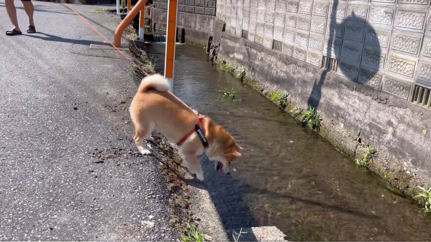 出所：@Shibamugi28