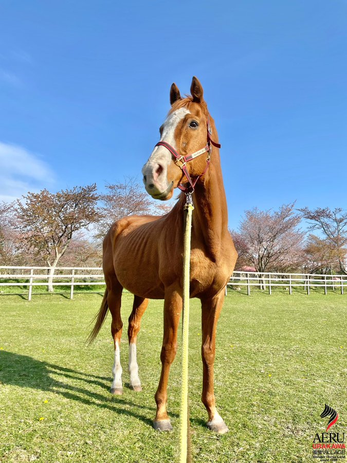 出所：うらかわ優駿ビレッジAERU