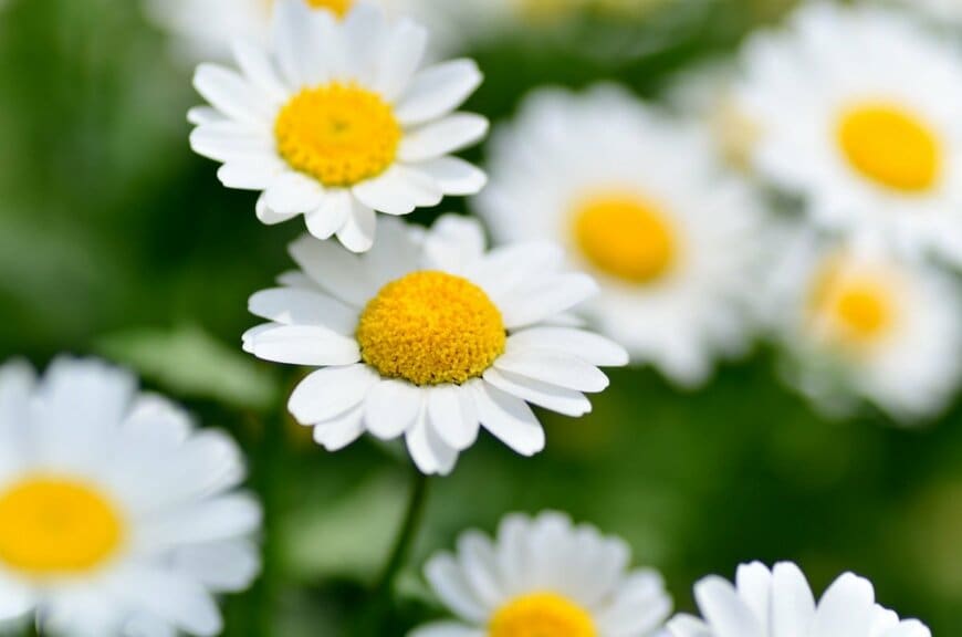【お金をかけない庭づくり】秋の種まきで晩秋～冬に咲く花5選！秋冬花壇もローコストで花いっぱい