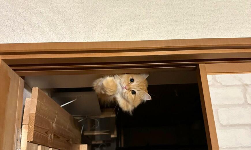 出所：@NEKOLAND13