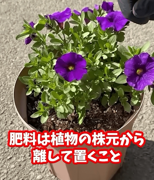 出所：@Kahmen-Gardening