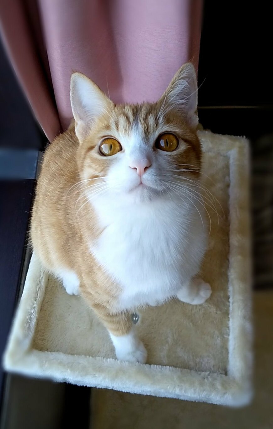 出所：@mero627puri914