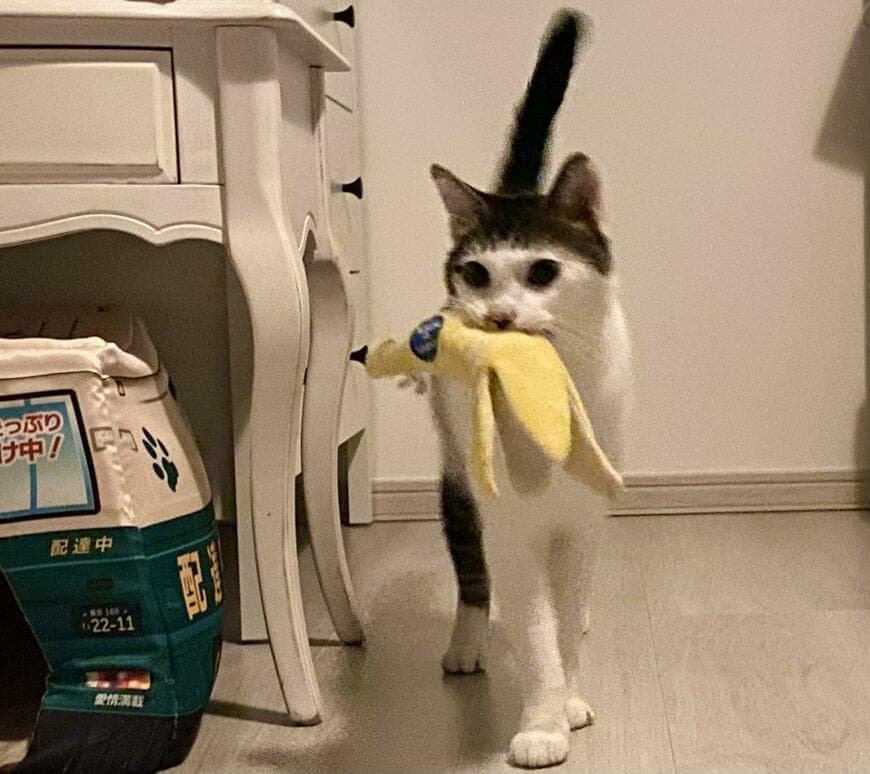 出所：@Saeroyi_cat