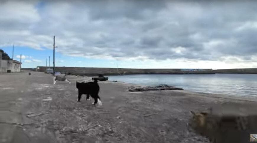 出所：@ImpressedCatVideo