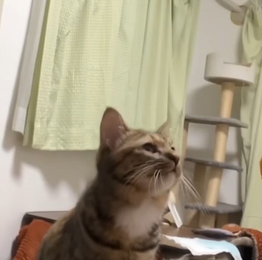 出所：@nekokamasu