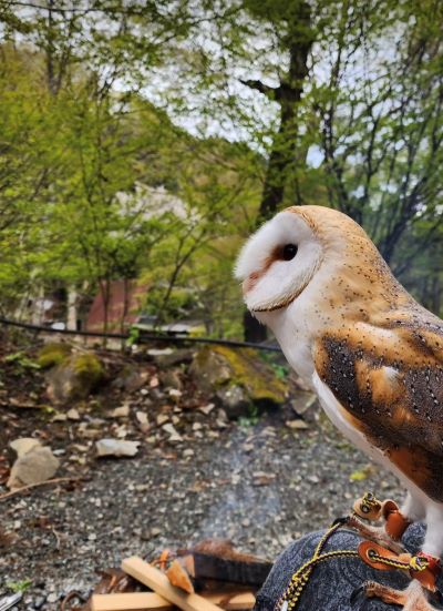 【キャンプを楽しむフクロウ】自然を満喫するかわいいフクロウの様子にいいね300超え