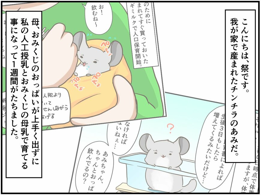 チンチラベビーの人工授乳が一段落。ホッとした隙に泥棒あらわる ⁈【チンチライフ67話】