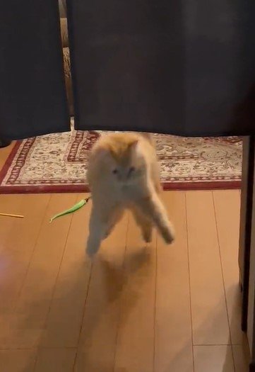 出所：@NEKOLAND13