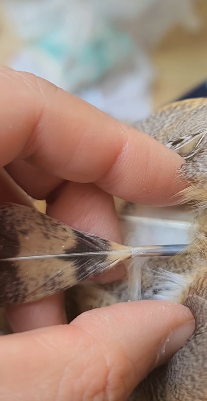 出所：@miki4wan108