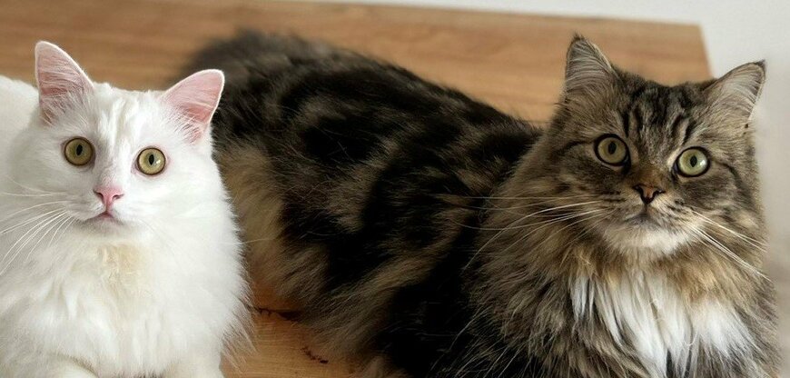 出所：@meltube_cat