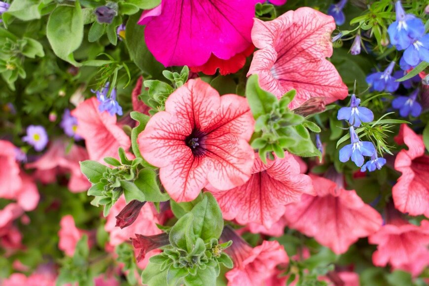 Irina Pislari/istockphoto.com