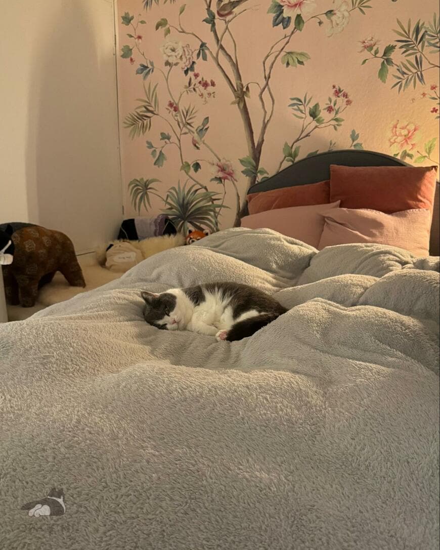 「寝顔がかわいいな」猫を見ていたら…まさかの事実が発覚！思わず二度見してしまう姿が話題