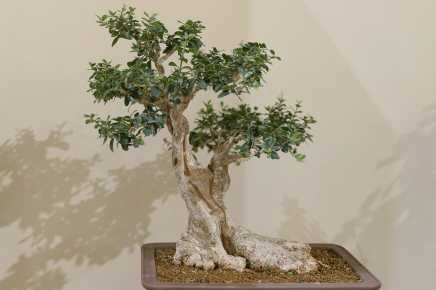 JoaquimFP/istockphoto.com