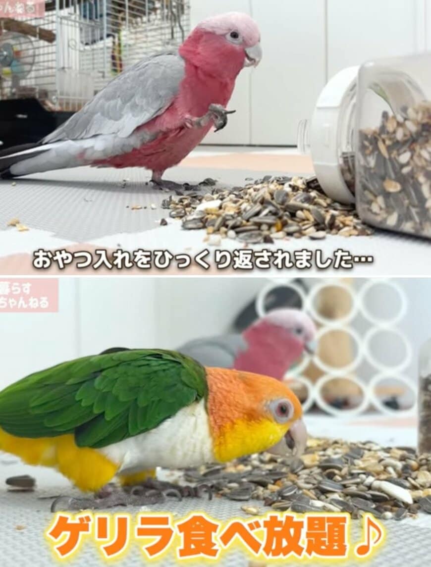 出所：@anz_omomiri