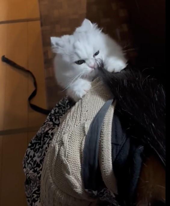 出所：@NEKOLAND13 