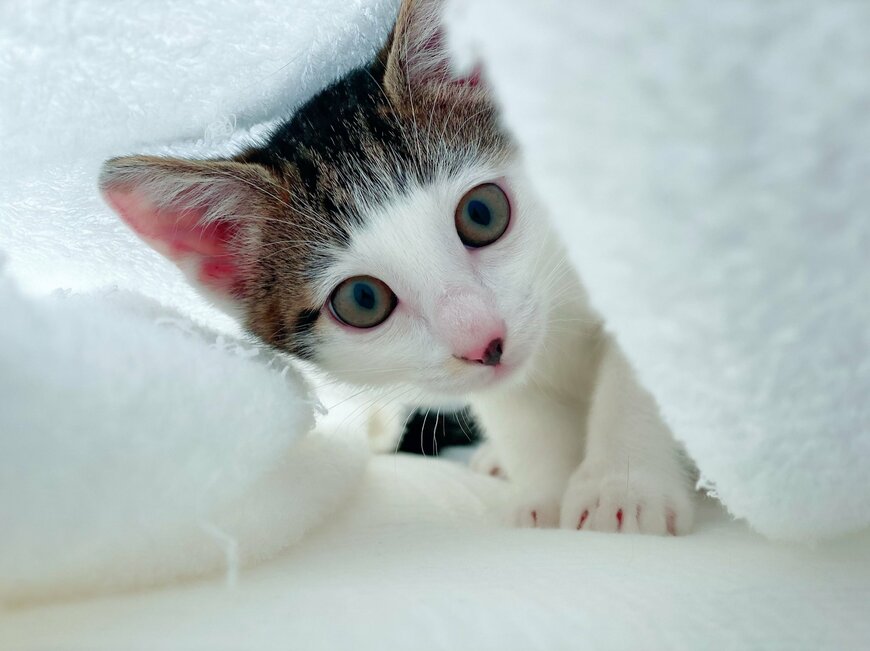 出所：@Saeroyi_cat