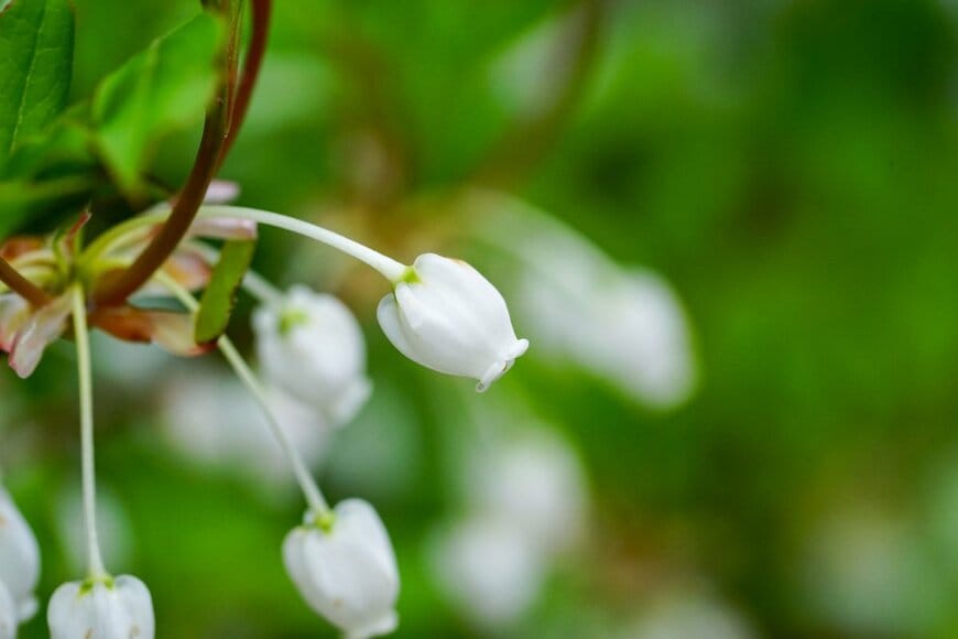 Yoshihide KIMURA/shutterstock.com