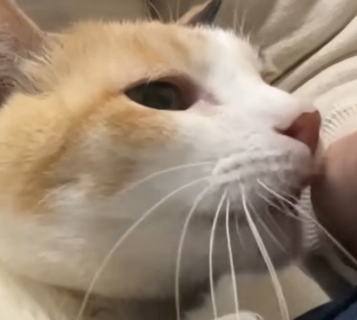 出所：@nekokamasu