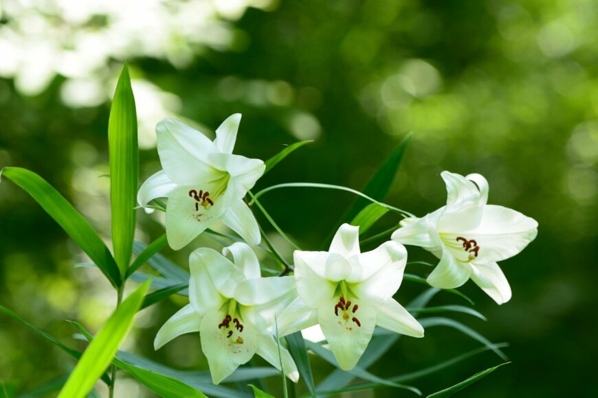 PSPS/shutterstock.com