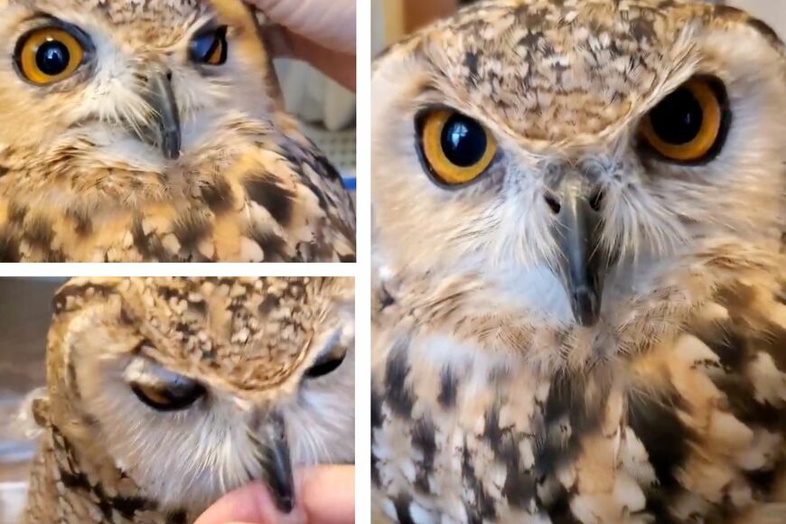 出所：@NORIKO_Rye