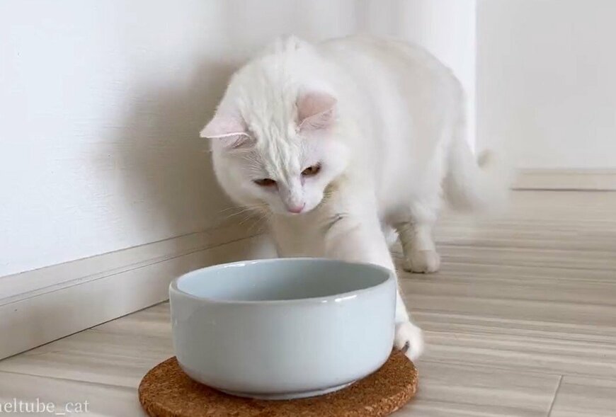 出所：@meltube_cat