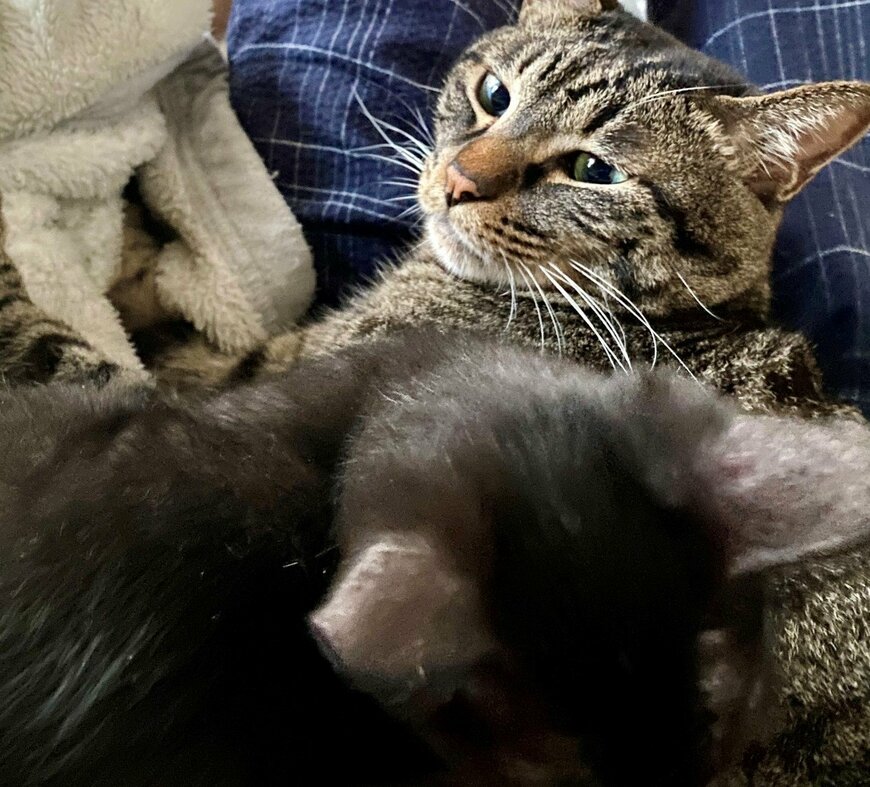 出所：@00shitemita