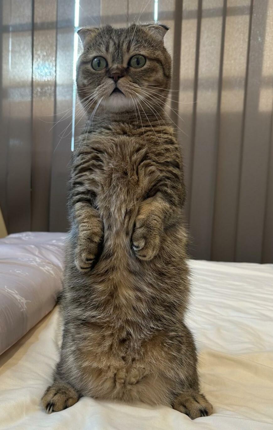 出所：@ponpokopontanu