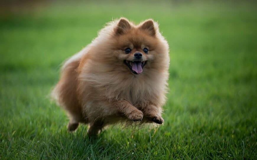 ポメラニアンと新築に住んで「4日目」　たった4時間の間に行われた犯行に220万表示