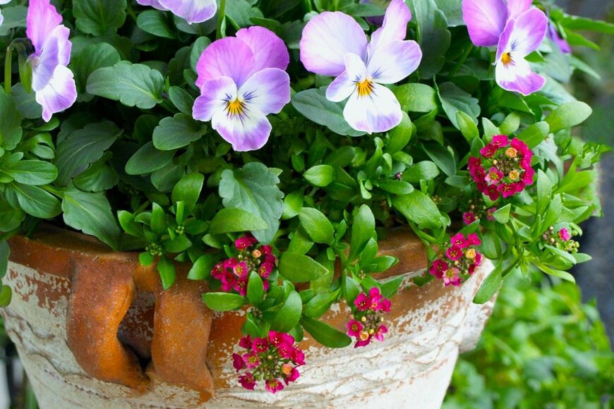 【ガーデニング】オシャレな庭や玄関に飾りたい「冬の寄せ植え」組み合わせのよい草花を紹介！