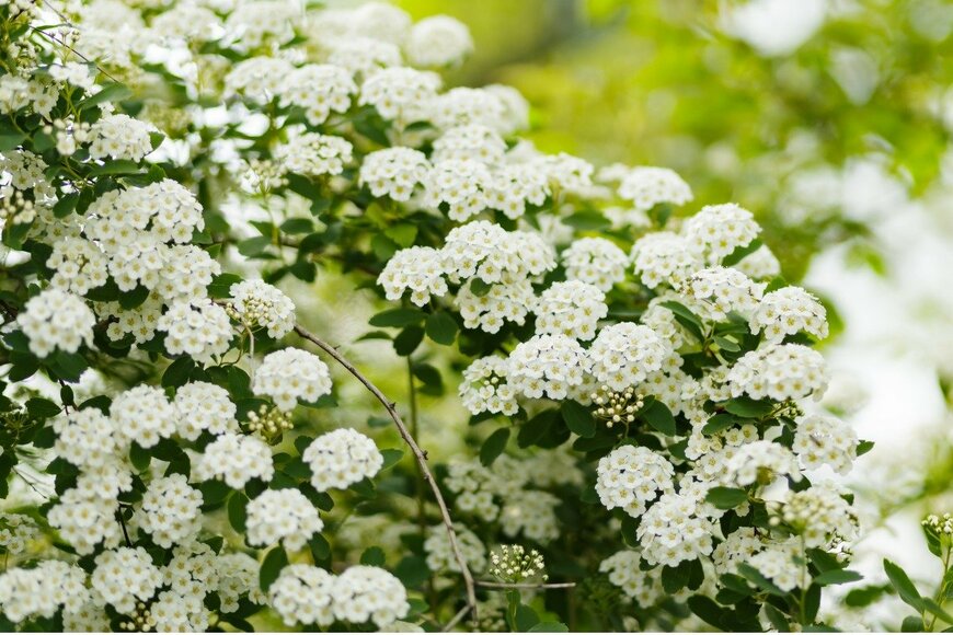 【ガーデニング】春も「ホワイトガーデン」がオシャレ。白い花咲く庭の主役たち