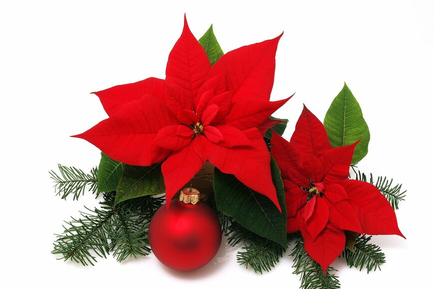 【ポインセチアの育て方】短日処理で赤く色づかせる方法、来年のクリスマスも楽しめる！
