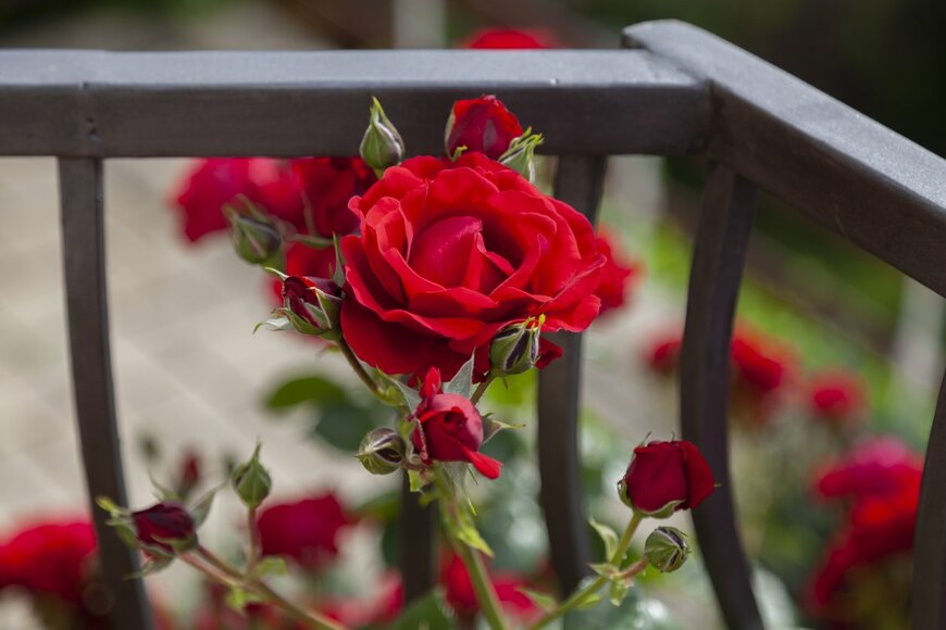 真っ赤なバラ。ベランダのフェンスとともに写っている。