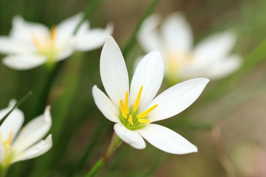 雨上がりに可憐な花をいっせいに咲かせる「ゼフィランサス」