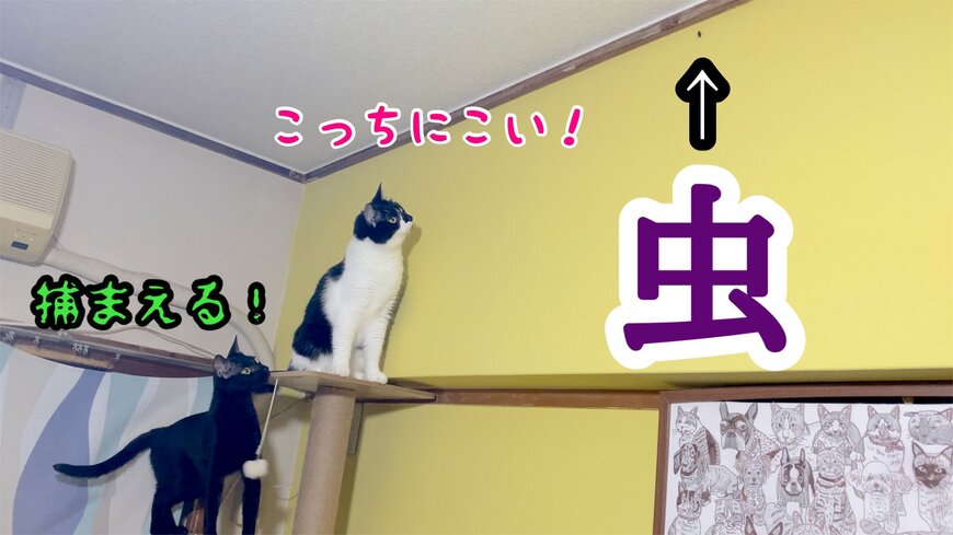 虫と猫