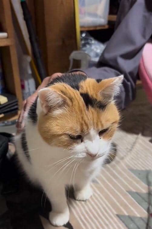 保護猫とお父さん。