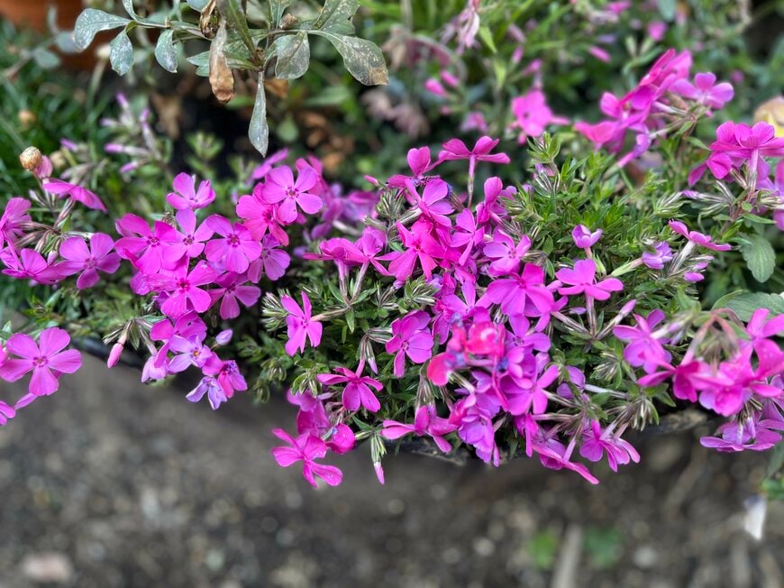 シバザクラ（常緑性多年草）