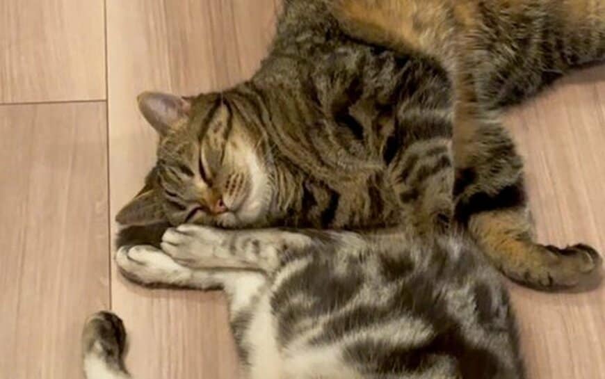寄り添って眠る猫の寝顔をクローズアップ