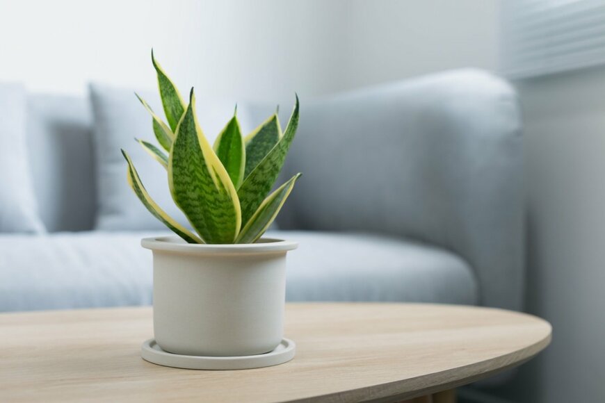 観葉植物サンセベリア