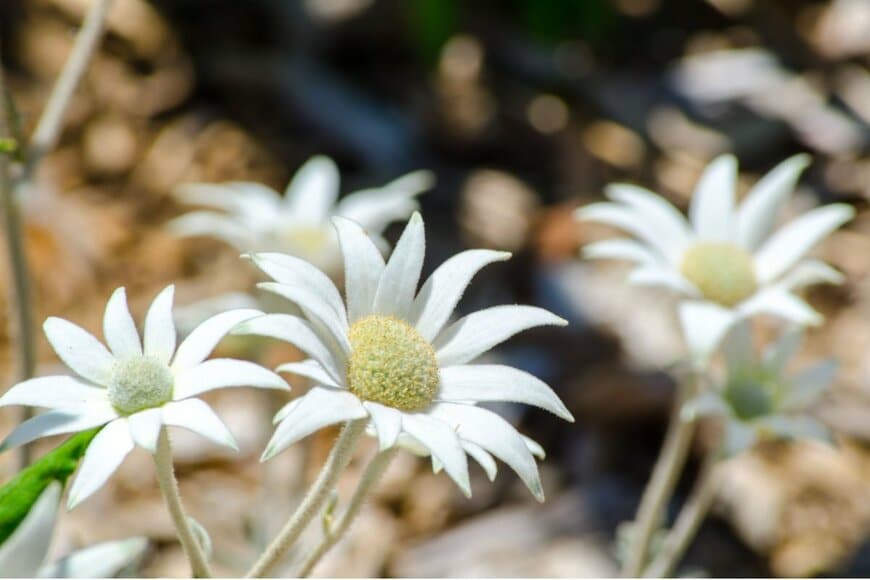 白く花びらがとがった花を咲かせているフランネルフラワー