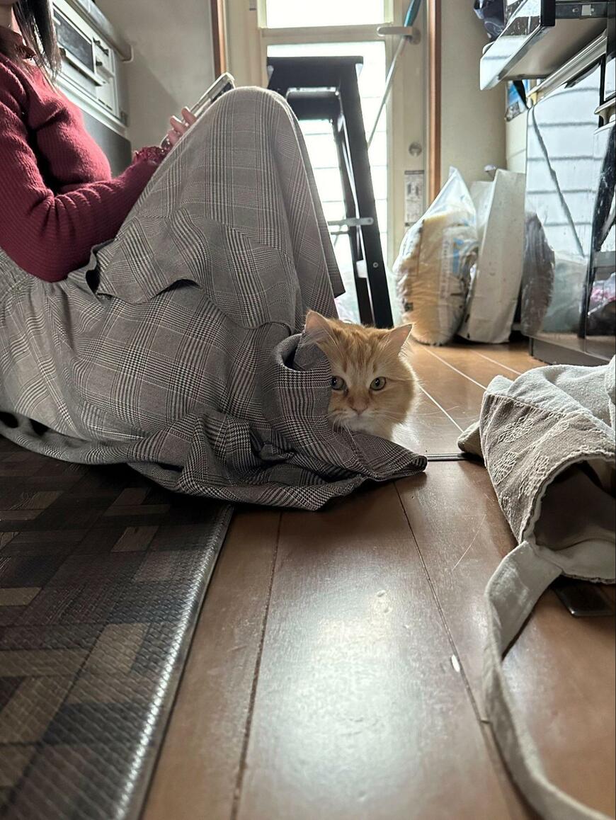 飼い主さんと猫