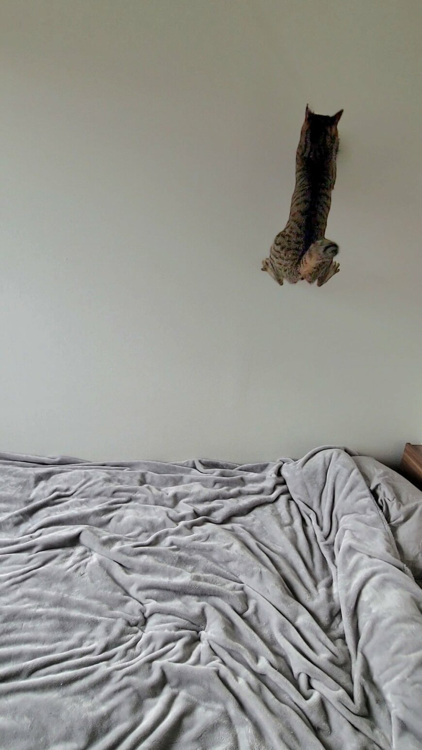 壁に張り付く猫の姿