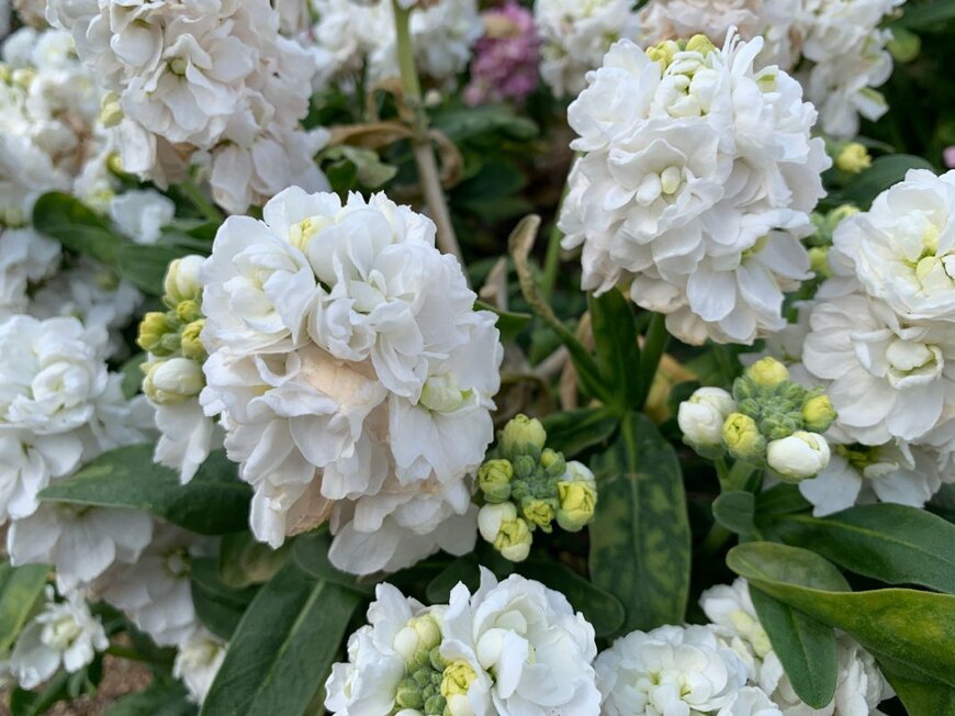 白い花を咲かせている、ストック