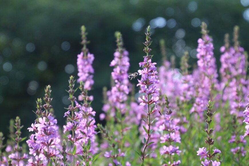 淡いべに紫色の花を咲かせている、ミソハギ