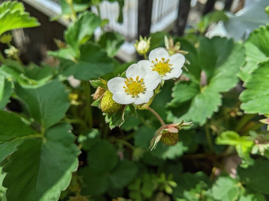 神戸で育てている女峰苺の写真