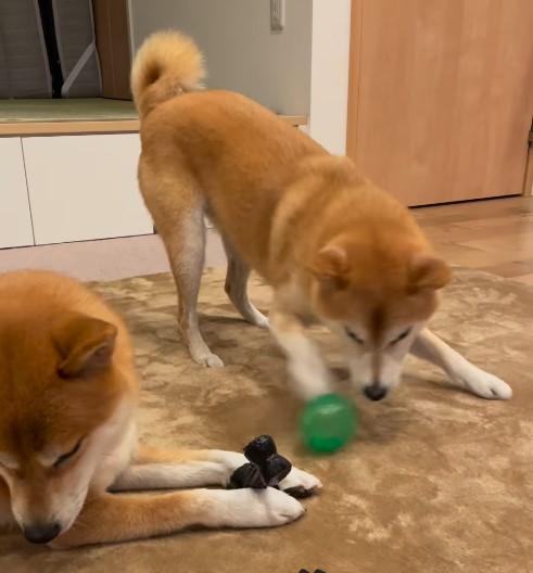 おもちゃで遊ぶ2匹の柴犬