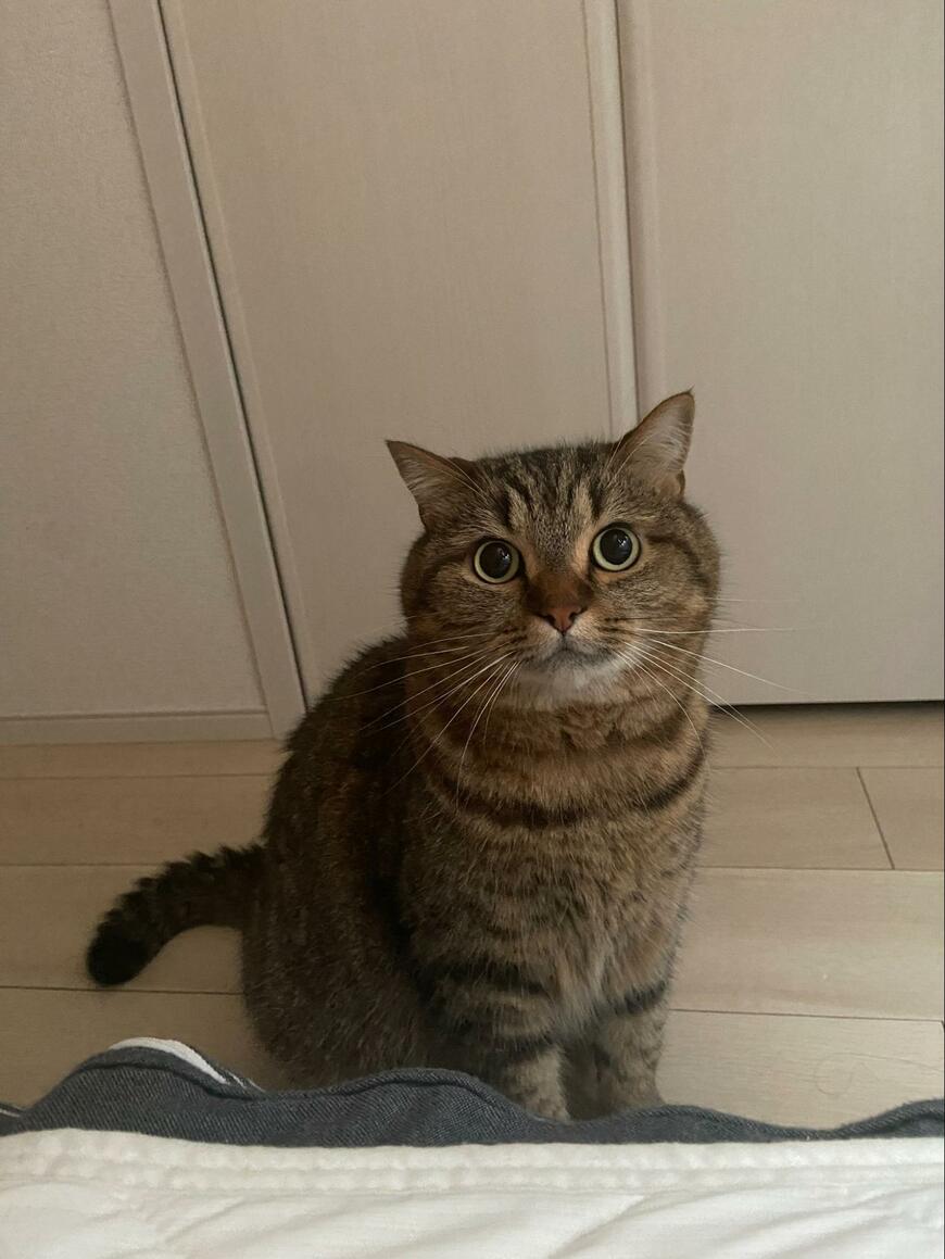 飼い主を見る猫