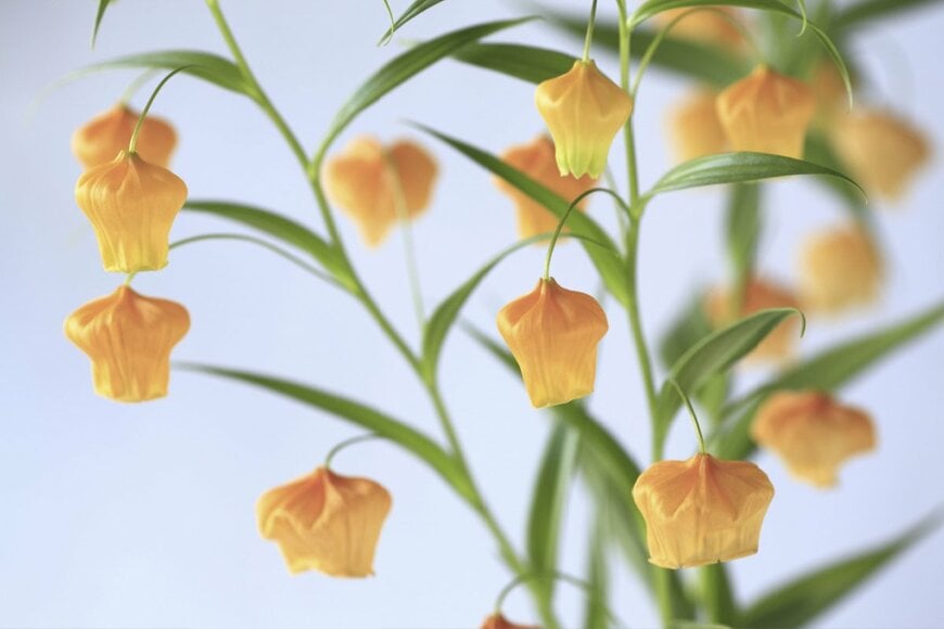 提灯型の花を吊り下げているサンダーソニア