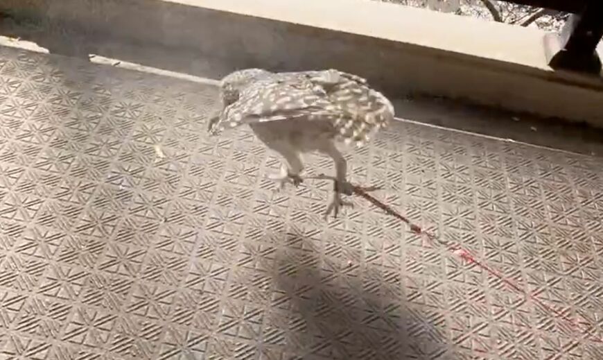 投稿動画のワンシーン