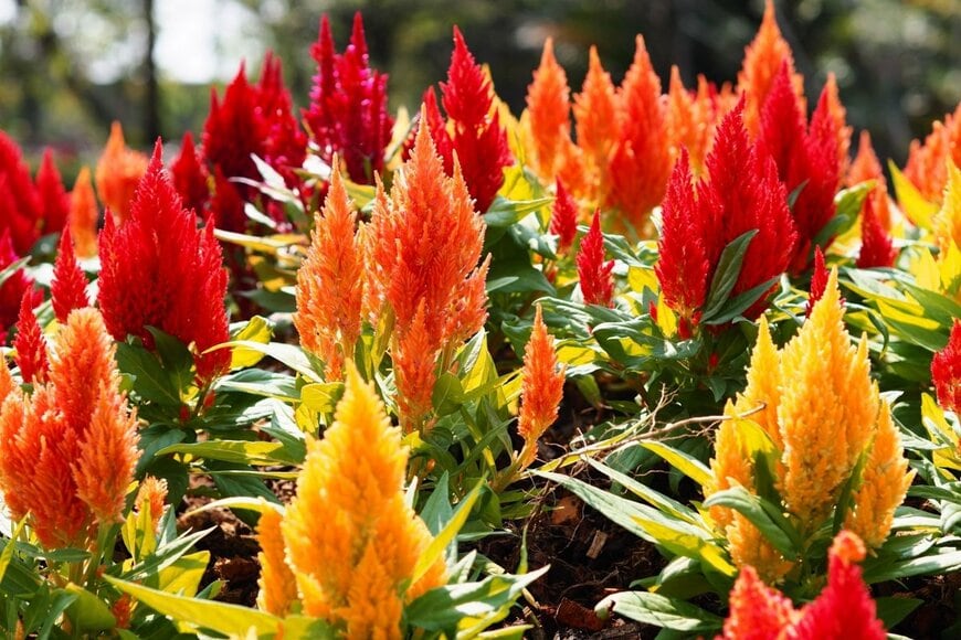 ケイトウの花。色はオレンジ