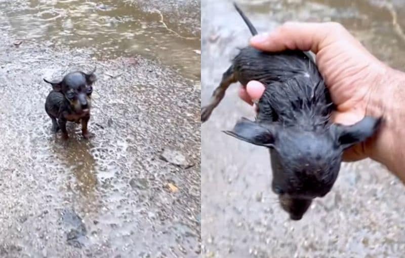 出所：<u><a href="https://www.tiktok.com/@rescue.sweet/video/7524729168764865847" target="_blank">@rescue.sweet</a></u>